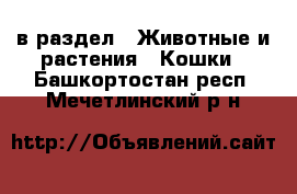  в раздел : Животные и растения » Кошки . Башкортостан респ.,Мечетлинский р-н